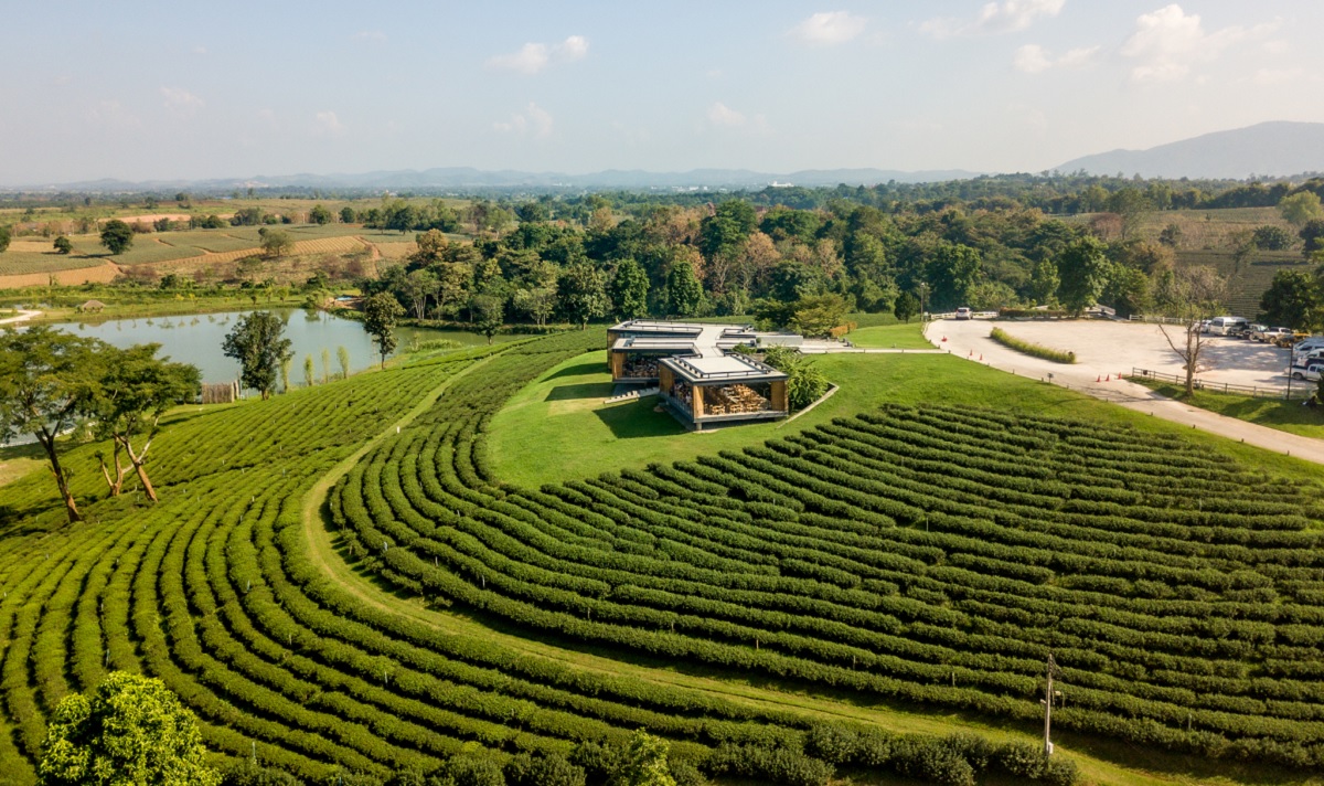 Visitas a Plantaciones de Café