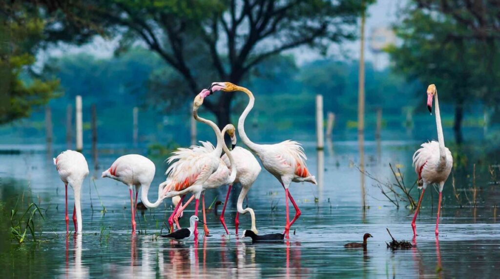 Guía Definitiva para Viajar al Santuario de Aves de Bharatpur