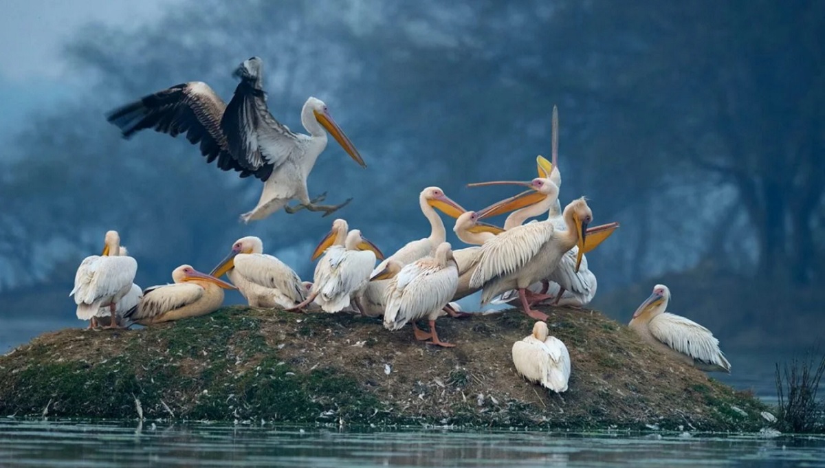 Dónde Alojarse en Bharatpur