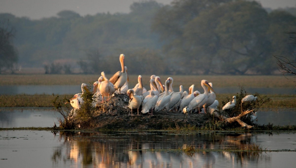 Introducción al Santuario de Aves de Bharatpur