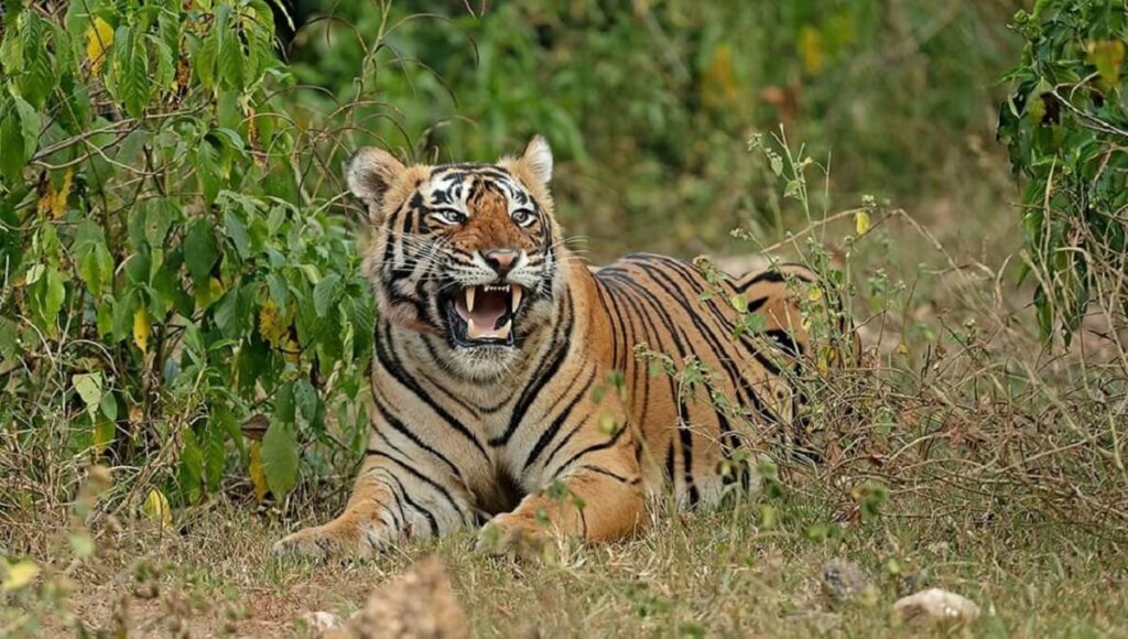 ¿Cómo planificar un viaje al Parque Nacional Sariska?