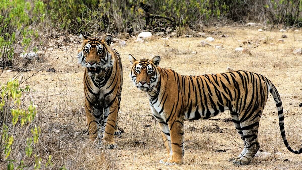 ¿Por qué visitar el Parque Nacional Sariska?